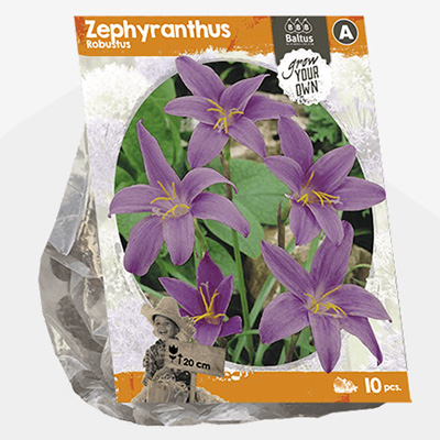 regenlelie (Zephyranthus-Robustus-SP-per-10)