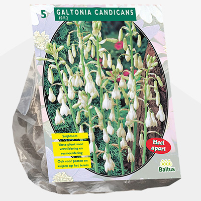 reuzen zomerhyacint (Galtonia-Candicans-per-5)