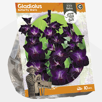 zwaardlelie (Gladiolus-Butterfly-Waris-SP-per-10)