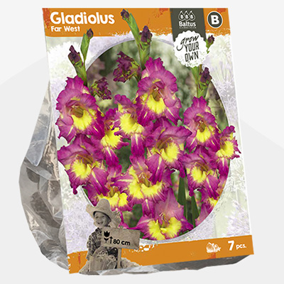 zwaardlelie (Gladiolus-Far-West-SP-per-7)