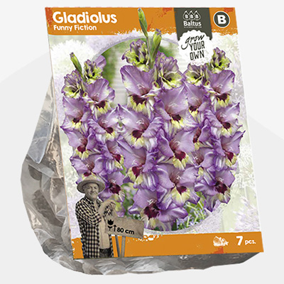 zwaardlelie (Gladiolus-Funny-Fiction-SP-per-7)