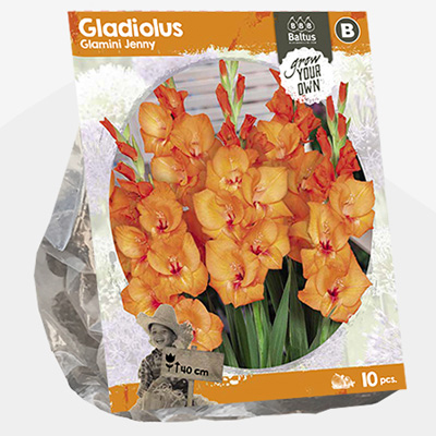 zwaardlelie (Gladiolus-Glamini-Jenny-SP-per-10)