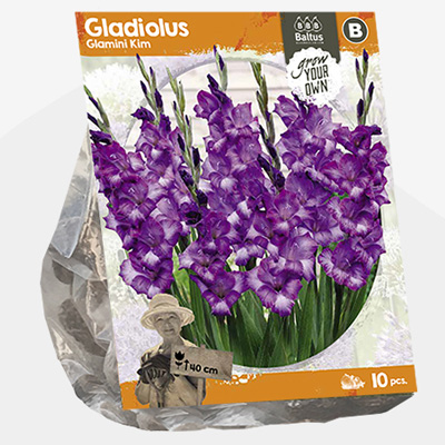 zwaardlelie (Gladiolus-Glamini-Kim-SP-per-10)