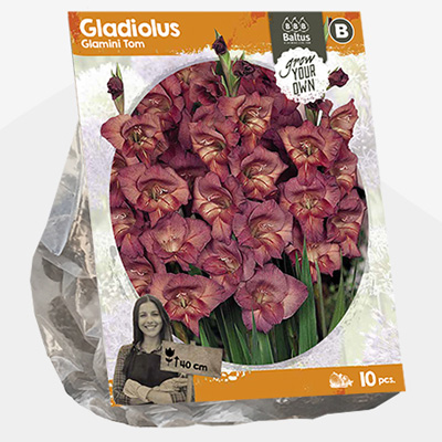 zwaardlelie (Gladiolus-Glamini-Tom-SP-per-10)