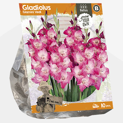 zwaardlelie (Gladiolus-Glamini-Vedi-SP-per-10)