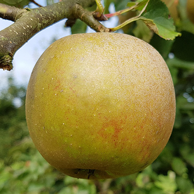 appelboom-halfstam-of-struik-(Malus-domestica-Schone-van-Boskoop)