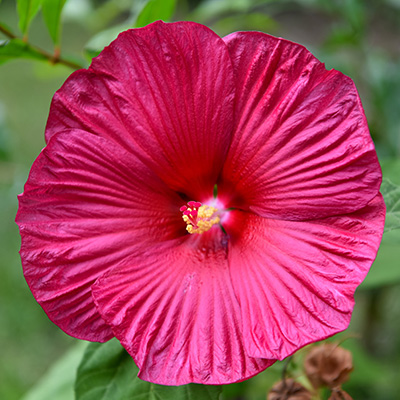 reuzenhibiscus-(Hibiscus-moscheutos-Rose-Vif)