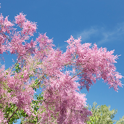 tamarisk-(Tamarix-ramosissima-Pink-Cascade<sup>®</sup>)