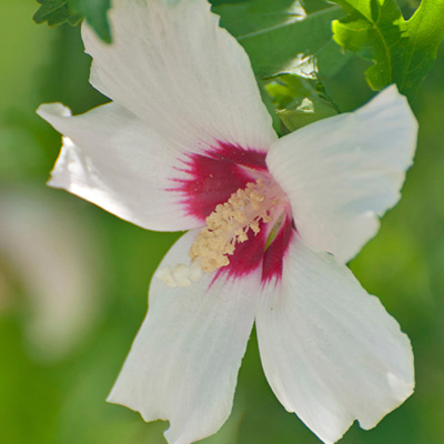 altheastruik (Hibiscus-syriacus-Hamabo)