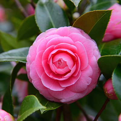 camelia (Camellia-japonica-roze-rose)