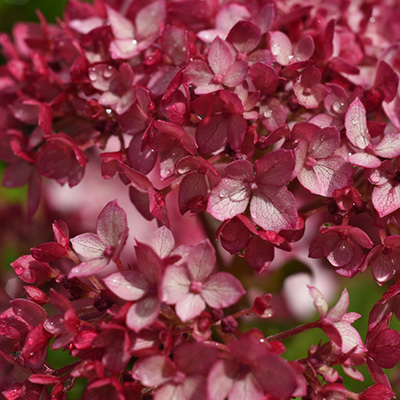 hortensia (Hydrangea-arborescens-Ruby-Annabelle)