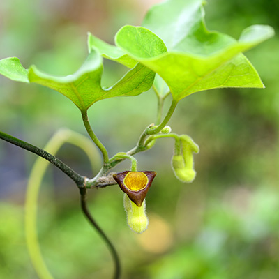 Duitse-pijp-(Aristolochia-macrophylla)