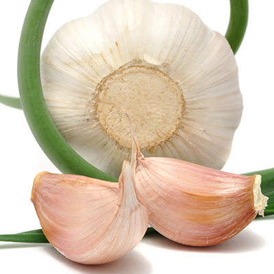knoflook (Allium-sativum)