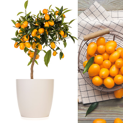 Chinese-kumquat-(Fortunella margarita Kumquats)