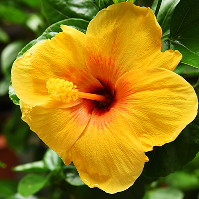 Chinese-roos-(Hibiscus-rosa-sinensis-Yellow)