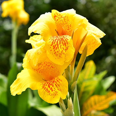 bloemriet-(Canna-indica-Yellow)