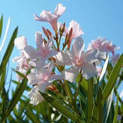 oleander-(Nerium-oleander-White)