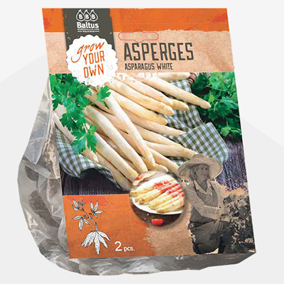 plant poot asperge (Asparagus-Wit-per-2)