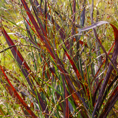 vingergras (Panicum-virgatum-Rotstrahlenbush)