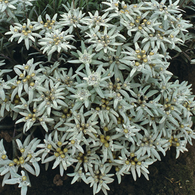 edelweiss-(Leontopodium-souliei)