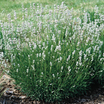 lavendel-wit-(Lavandula-angustifolia-Edelweiss)