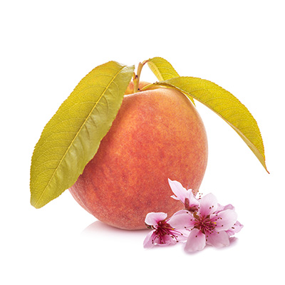 dwerg perzikboom (Prunus-persica-Fruit-Me-Peach-Me-Red-(Talaia)