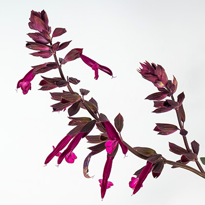 reuzensalie-(Salvia-hybrid-Love-and-Wishes)