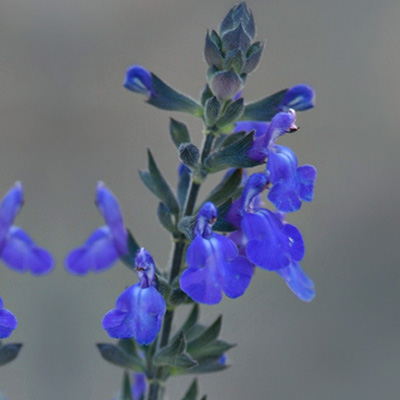 salie (Salvia-greggii-Blue-Note PBR-EU35874)