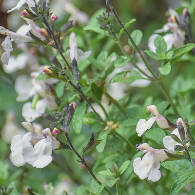 salie (Salvia-microphylla-Salvinio-White)