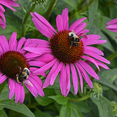 zonnehoed (Echinacea-Fatal-Attraction)