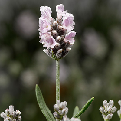 lavendel-wit-(Lavandula-angustifolia-White-Scent-Early)