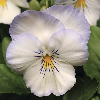 viooltje groot (Viola-wittrockiana-Cool-Wave-F1-Frost)