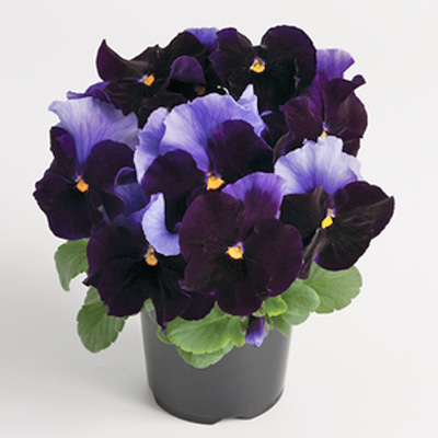winterviooltje groot (Viola-wittrockiana-Matrix-F1-Beaconsfield)
