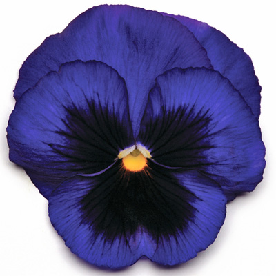 viooltje groot (Viola-wittrockiana-Matrix-F1-Blue-Blotch)