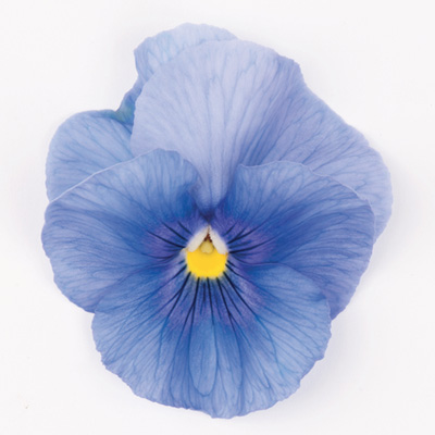 viooltje groot (Viola-wittrockiana-Matrix-F1-Light-Blue)