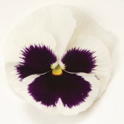 viooltje groot (Viola-wittrockiana-Matrix-F1-White-Blotch)