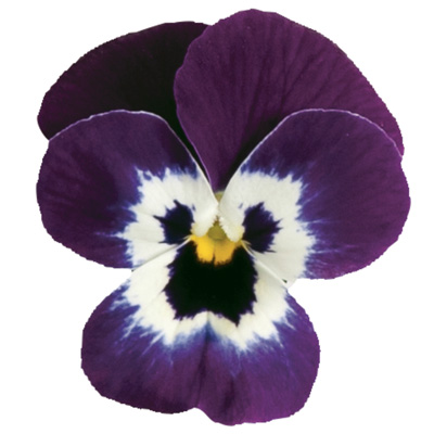 viooltje klein (Viola-cornuta-EVO-Mini-F1-Purple-Face)