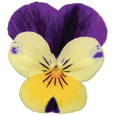 viooltje klein (Viola-cornuta-EVO-Mini-F1-Sorbet-XP-F1-Lemon-Purple-Jump-Up)