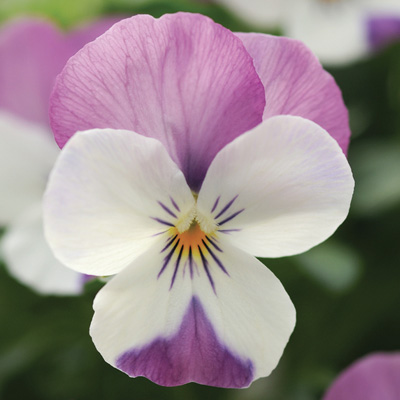 viooltje klein (Viola-cornuta-EVO-Mini-F1-Sorbet-XP-F1-Pink-Wing)