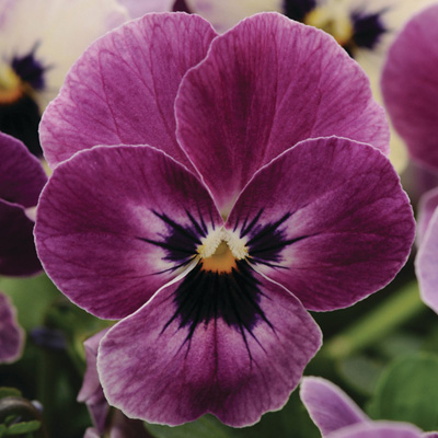 viooltje klein (Viola-cornuta-EVO-Mini-F1-Sorbet-XP-F1-Raspberry)
