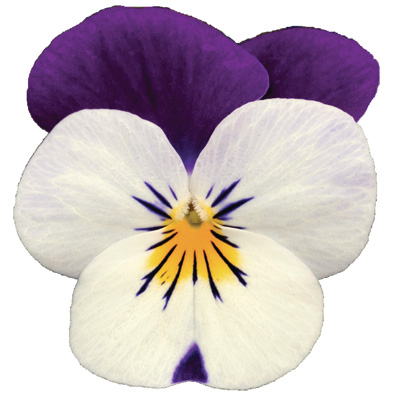 viooltje klein (Viola-cornuta-EVO-Mini-F1-Sorbet-XP-F1-White-Purple-Jump-Up)