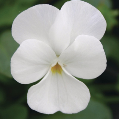 viooltje klein (Viola-cornuta-EVO-Mini-F1-White)