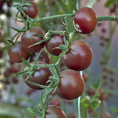 tomaat-chocolade-bruinrode-smaaktomaat-(Solanum-lycopersicum-var.-Sacher-F1)