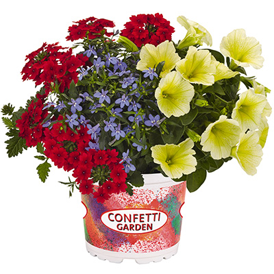 Petunia-Verbena-Lobelia-Mix-(Confetti-Garden-Mix-Water-Colours)