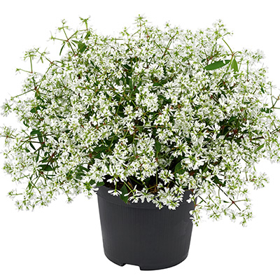 euphorbia (Euphorbia-hypericifolia-Euphoria-White)
