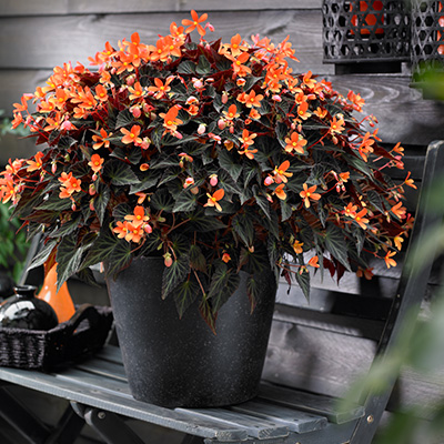 begonia (Begonia-boliviensis-Glowing-Embers-Orange)
