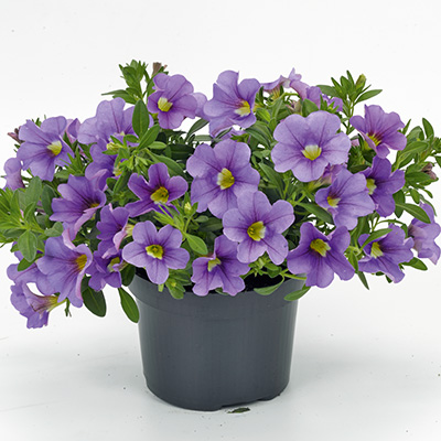 mini-hangpetunia (Calibrachoa-parviflora-Cabaret<sup>®</sup>-Lavender)