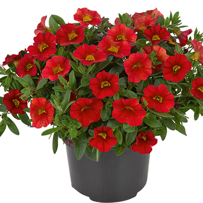 mini-hangpetunia (Calibrachoa-parviflora-Cabaret<sup>®</sup>-Scarlet)