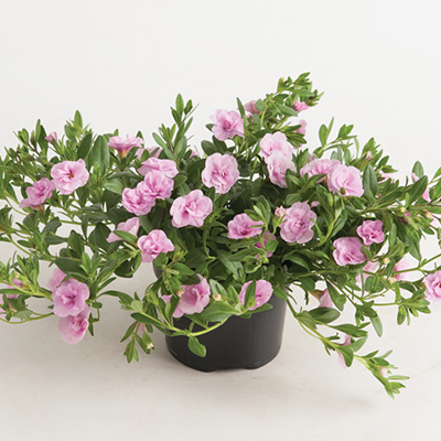 mini-hangpetunia dubbel (Calibrachoa-parviflora-Can-Can-Rosies-Light-Pink)
