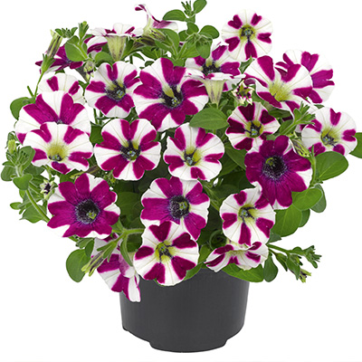 petunia (Petunia-grandiflora-Cascadias<sup>®</sup>-Bicolour-Cabernet)